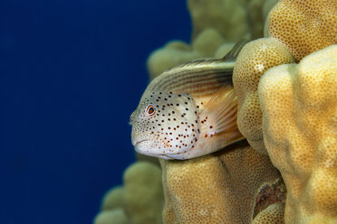 Ägypten, Rotes Meer, Hurghada, Forster Hawkfish - YRF00184