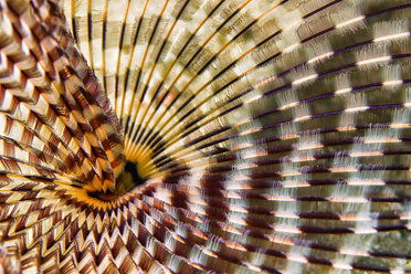 Egypt, Red Sea, Hurghada, Indian tubeworm - YRF00187