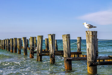 Deutschland, Mecklenburg-Vorpommern, Zingst, Wellenbrecher und Möwe - PUF01231