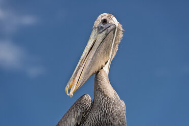 USA, Florida, Islamorada, Florida Keys, portrait of a Brown Pelican against sky - SHF01992