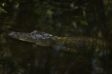 USA, Florida, Copeland, Fakahatchee Strand Preserve State Park, Amerikanischer Alligator in einem Sumpf - SHF01996