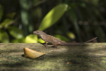 USA, Florida, Copeland, Fakahatchee Strand Preserve State Park, Bahamanische Anolis - SHF01997