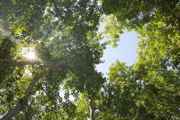 Trees in the forest at backlight - ZEF14937