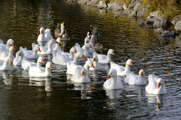 Deutschland, Oberbayern, Enten auf Teich - LBF01740