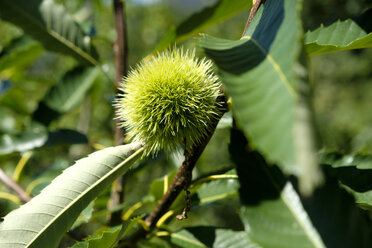 Sweet chestnut, Castanea sativa - LBF01743