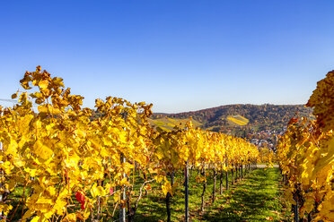 Deutschland, Stuttgart, Blick auf Weinberge im Herbst von der Grabkapelle Rotenberg aus - PUF01262