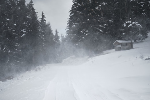 Bulgaria, road with blizzard in forest stock photo