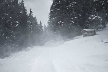 Bulgaria, road with blizzard in forest - BZF00380