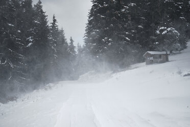 Bulgarien, Straße mit Schneesturm im Wald - BZF00380