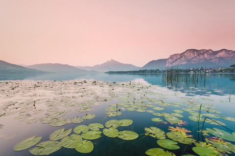 Österreich, Mondsee, Seerosen am Morgen, lizenzfreies Stockfoto