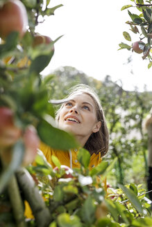 Junge Frau pflückt einen Apfel vom Baum im Obstgarten - PESF00889