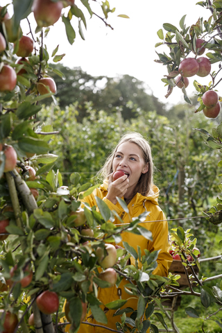 Junge Frau isst Apfel vom Baum im Obstgarten, lizenzfreies Stockfoto