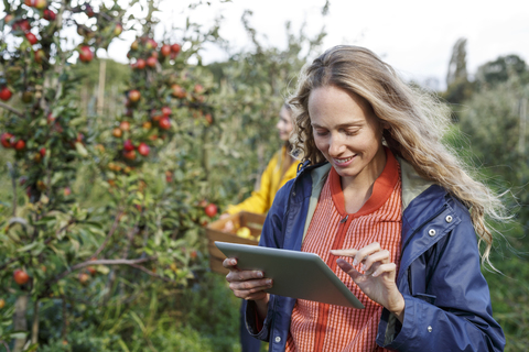 Smiling woman using tablet in apple orchard stock photo