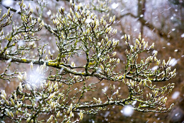 Deutschland, Schneefall, Zweige eines Baumes - NDF00737