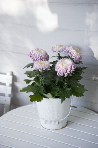 Chrysantheme im Metallkübel, lizenzfreies Stockfoto