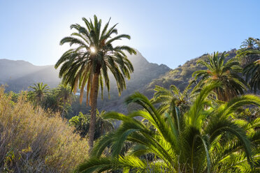 Spanien, Kanarische Inseln, La Gomera, Tamargada, Kanarische Insel Dattelpalme - SIEF07710