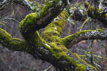 Deutschland, Baum, moosbewachsen im Winter - JTF00895