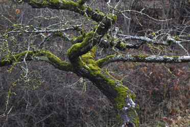 Deutschland, Baum, Äste, im Winter moosbewachsen - JTF00896