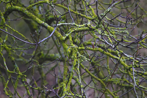 Germany, branches, moss-grown in winter stock photo
