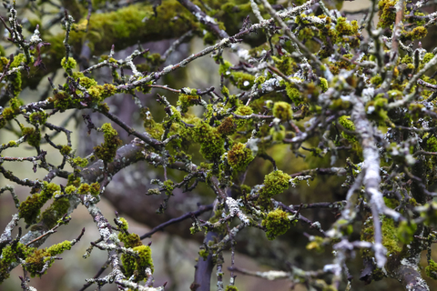 Germany, branches, moss-grown in winter stock photo