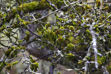 Germany, branches, moss-grown in winter - JTF00898