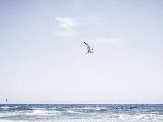 Italien, Ligurien, Imperia, Meer, fliegende Möwe - NEKF00009