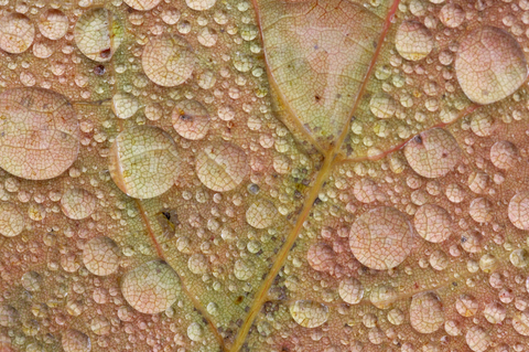 Ahornblatt mit Wassertropfen, lizenzfreies Stockfoto