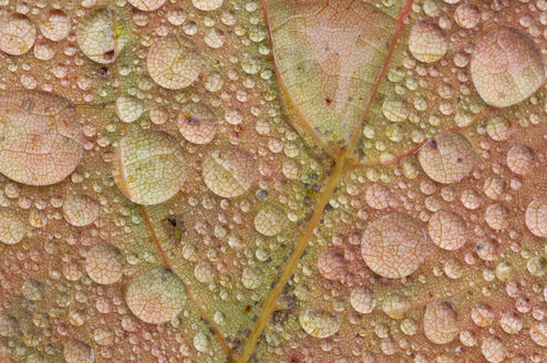 Maple leaf with water drops - RUEF01790