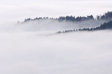 Germany, Baden-Wurttemberg, Forest trees standing out of fog in the valley, Black Forest - RUEF01792