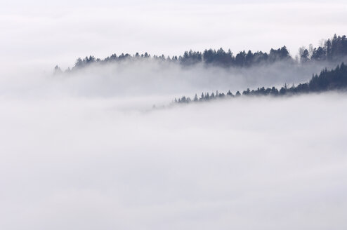 Deutschland, Baden-Württemberg, Waldbäume im Tal aus dem Nebel, Schwarzwald - RUEF01792