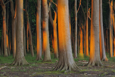 Deutschland, Mecklenburg-Vorpommern, Buche, Fagus sylvatica, Wald, Baumstämme bei Sonnenaufgang - RUEF01794