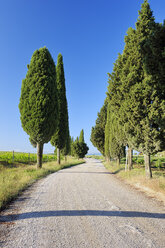 Italy, Siena, Val d'Orcia, Dirt road lined with cypress trees, Cupressus sempervirens - RUEF01795