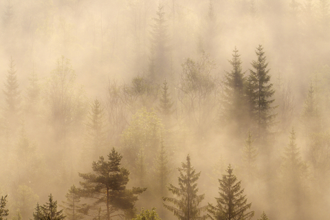 German, Bavaria, Munich, Isar Valley, Morning mist in forest stock photo