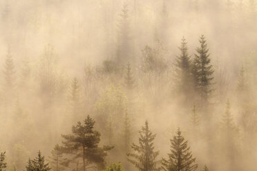 Deutsch, Bayern, München, Isartal, Morgennebel im Wald - RUEF01797