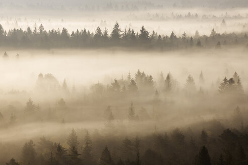 Deutsch, Bayern, München, Isartal, Morgennebel im Wald - RUEF01798