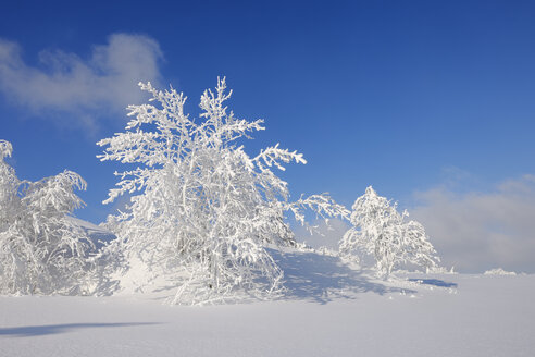 Deutschland, Sachsen, Erzgebirge, schneebedeckte Bäume in Winterlandschaft - RUEF01799