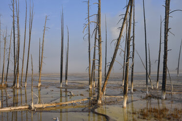 USA, Wyoming, Yellowstone National Park, abgestorbene Bäume im Lower Geyser Basin - RUEF01801