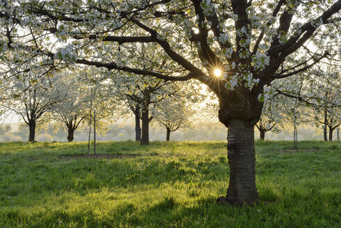 Germany, Black Forest, blossoming cherry trees in the morning - RUEF01802