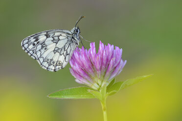 Marmorierter Weißling, Melanargia galathea, sitzt auf Rotklee, Trifolium pratense - RUEF01804