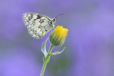 Marmoriertes Weiß, Melanargia galathea sitzend auf gelber Blüte - RUEF01805