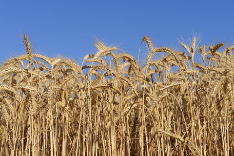 Deutschland, Bayern, Roggenfeld gegen blauen Himmel, lizenzfreies Stockfoto