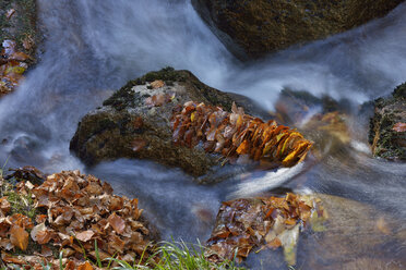 Deutschland, Sachsen Anhalt, Nationalpark Harz, Ilsetal, Fluss Ilse mit Herbstlaub auf Stein - RUEF01813