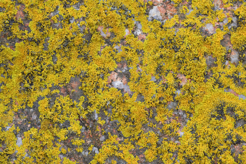 Italy, Sardinia, Lichen on granite rock stock photo