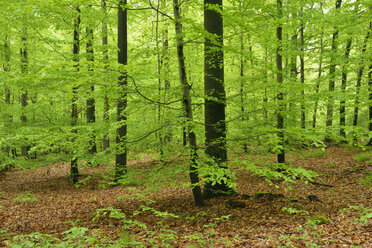Deutschland, Bayern, Steigerwald, Wald im Frühling - RUEF01822