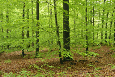 Germany, Bavaria, Steigerwald, Forest in spring - RUEF01822