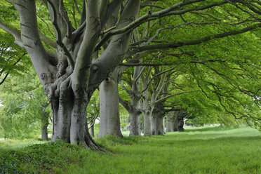 Großbritannien, England, Dorset, Alte Buchen in einer Reihe - RUEF01824