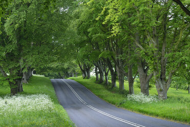 Great Britain, England, Dorset, Beech tree lined road - RUEF01825