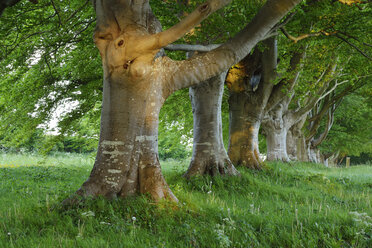 Großbritannien, England, Dorset, Alte Buchen in einer Reihe - RUEF01826