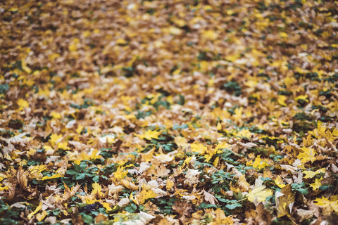 Autumn leaves stock photo