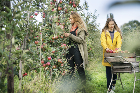 Zwei Frauen ernten Äpfel im Obstgarten, lizenzfreies Stockfoto